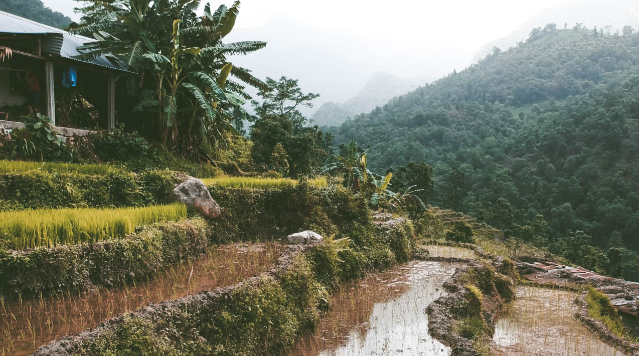 Traditional rice production at the Barang Village